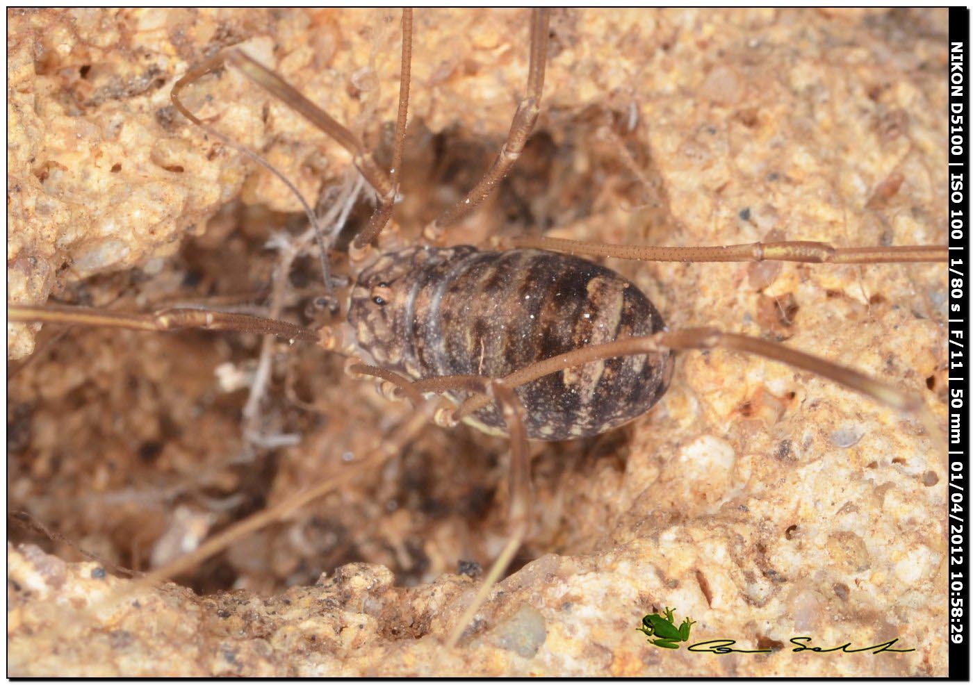 Nelima sp. dal Lago di Baratz 75